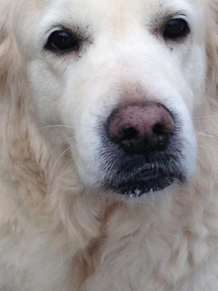 Hygge emne -Hvad har din hund været igennem?