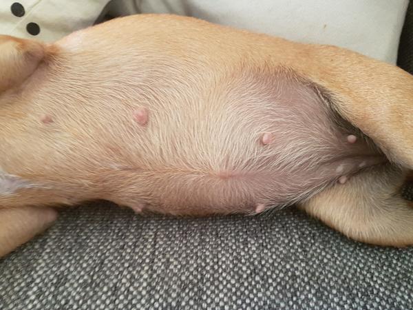 Er min vaps preggos?