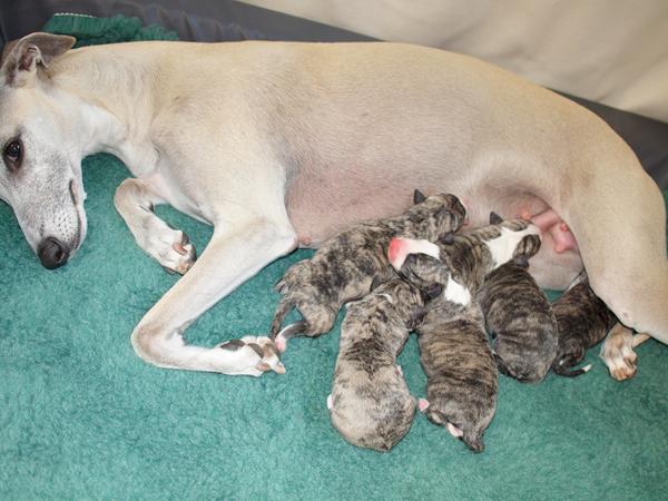 Ghini og de seks små tigerdyr