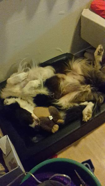 Hvilken sovestilling bruger jeres hunde.