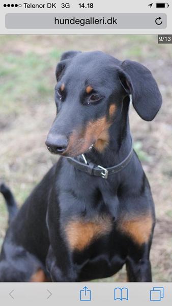 Efterlysning Dobermann 