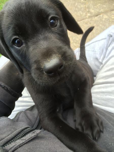 Næste uge kommer han hjem