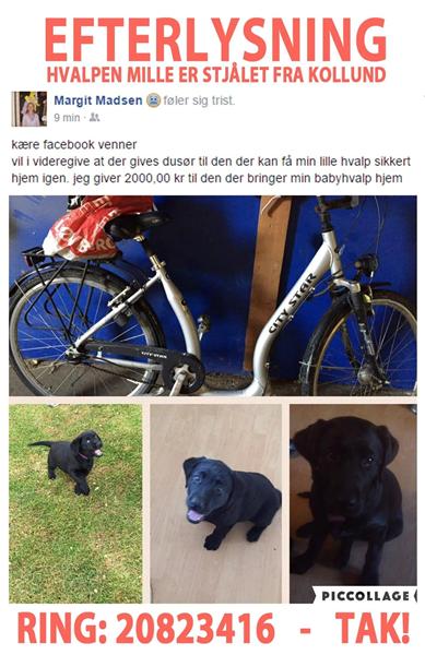 STJÅLET HUNDE HVALP