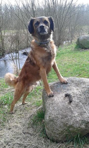 Hokamix30 og Luposan haut-&haarkur - erfaring?