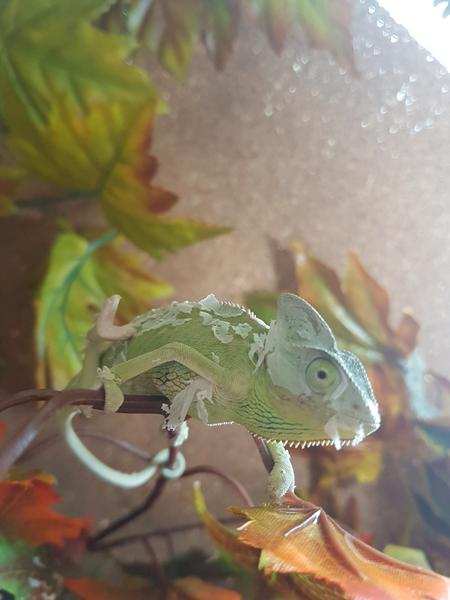 kamæleoner.. Noget der ved noget om dem?