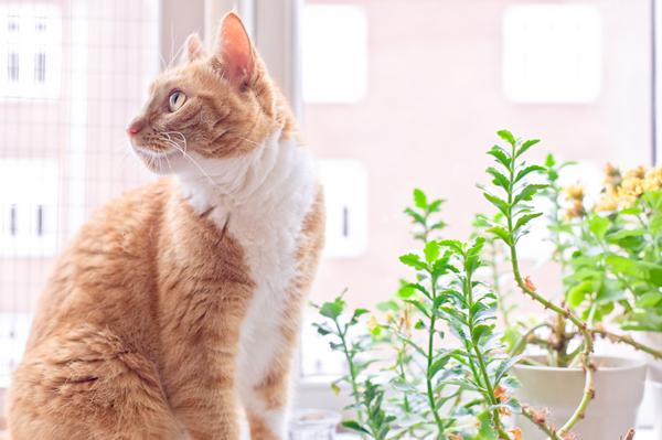 Operation af kindtænder