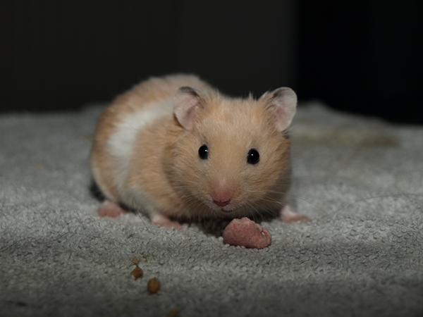 Min første hamsterudstilling