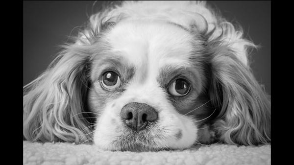 Den mest ensomme morgen