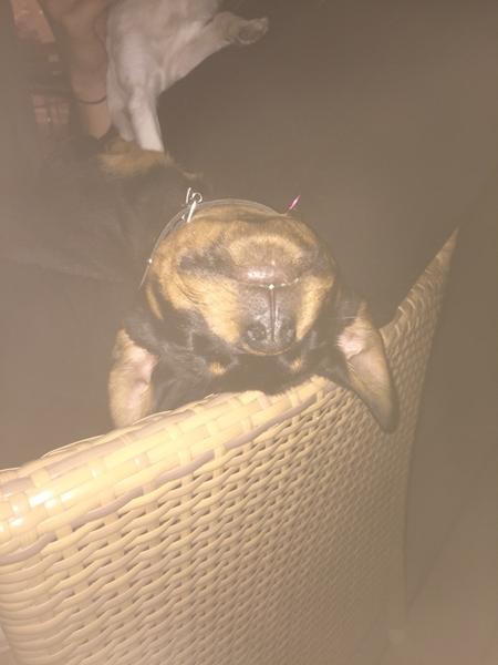 Rottweiler Hvalp og mad?