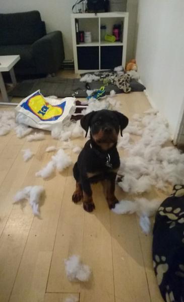 Dødsensfarlige puder