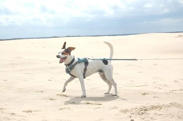 Buster min himmelhund <3