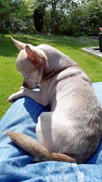 Han-chihuahua på 8 år, er begyndt at tisse/skide på gulvet