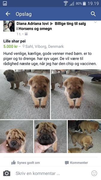 suspekt annonce på Facebook af shar pei 