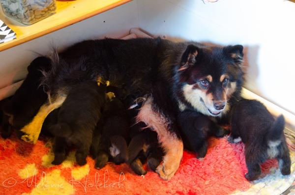 Trolde-børn 3,5 uge