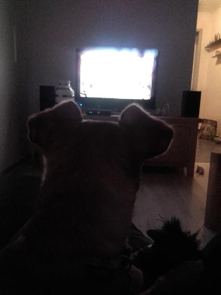 DogTV (hundetv) 