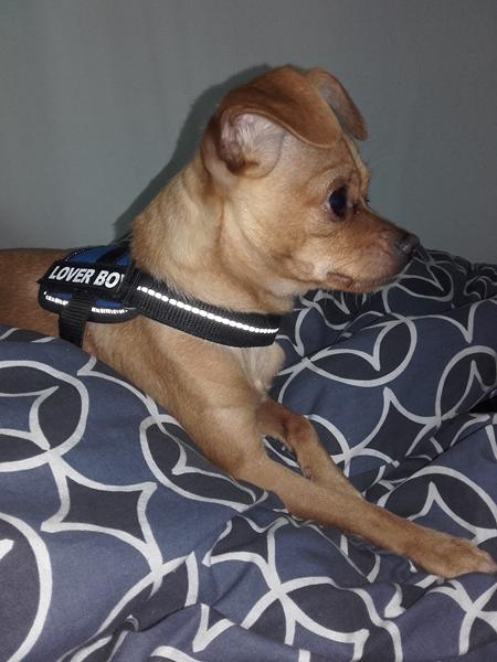 bedste indhegnet hundeskov nær esbjeg, holsted, kolding