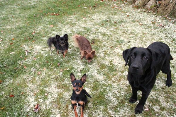 Sne billeder/videoer!