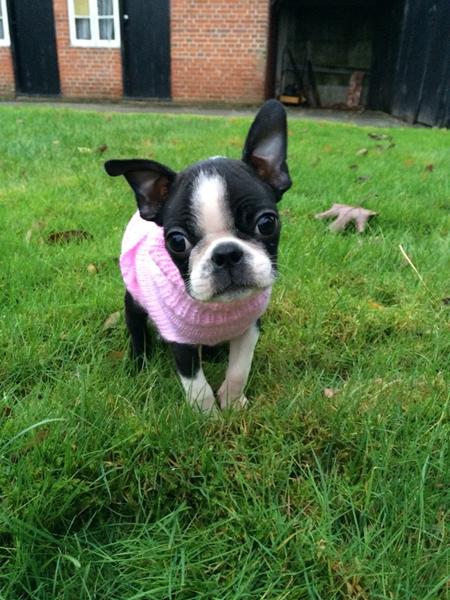 Efterårs/vinter-hvalp?