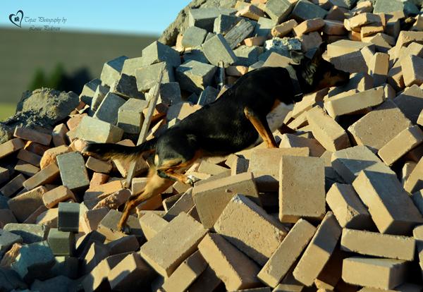 Træning af meget energifuld hund (langt emne)