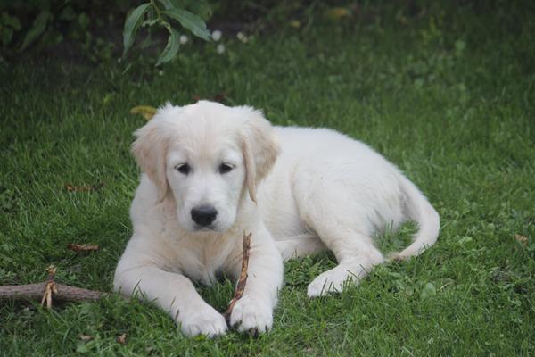 Golden Retriever