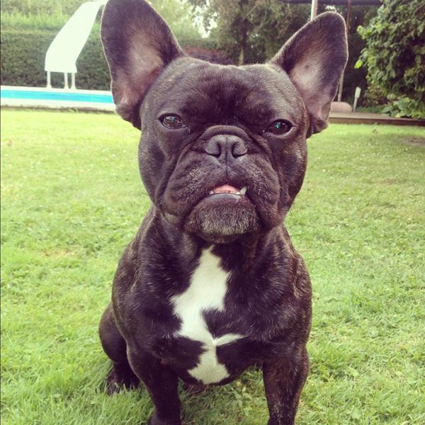 Kastration eller ikke?