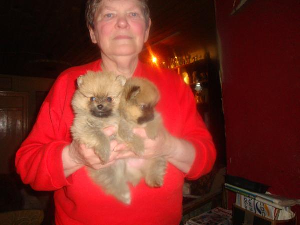 alle disse.... boxerblandinger.....suuuuuk....