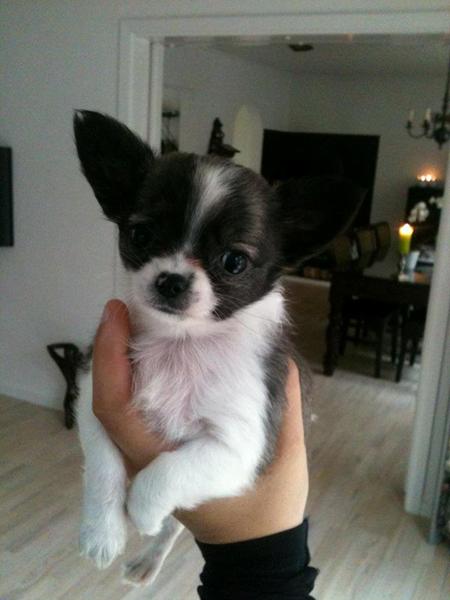 chihuahua