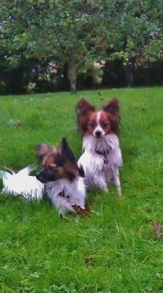 Gåtur i Rebild bakker