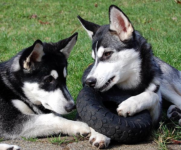 Hundepension Nordjylland