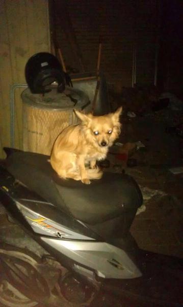 søger hundevenner omkring vestegenen