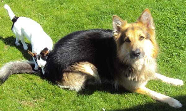 3 årig hund, vil ikk blive renlig