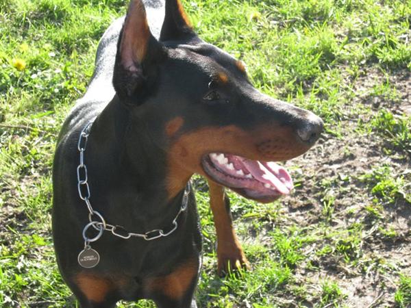 Efterlyser min dobermann