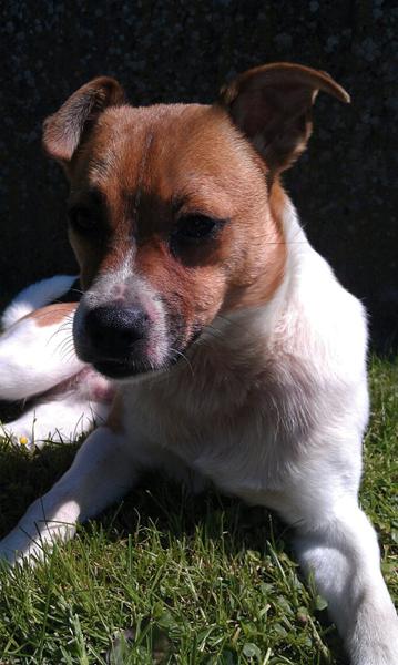 Jeres hund som menneske?