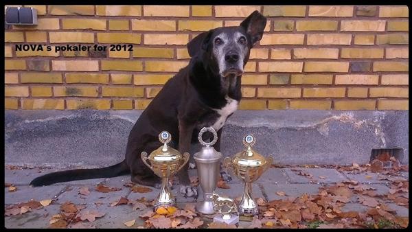 De gamle hunde kan også. 