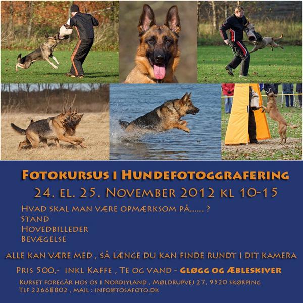 kursus i hundefotografering