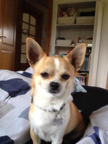 Bortløben Chihuahua