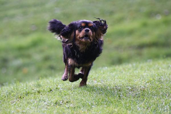 Cavalier king charles spaniel træf i Fredericia eller Vejle?