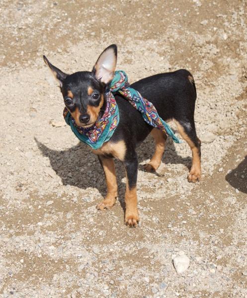 Er min tæve racetypisk PK