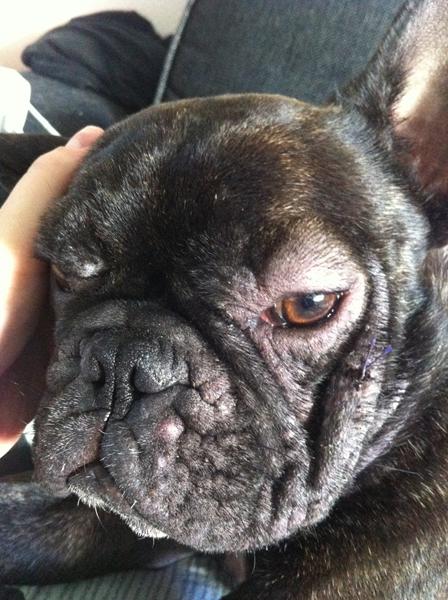 Hjælp ! Desparat Fransk bulldog ejer !