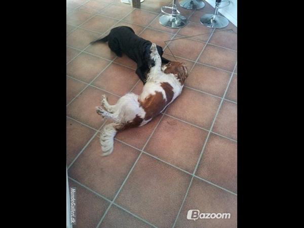 Welsh springer spaniel