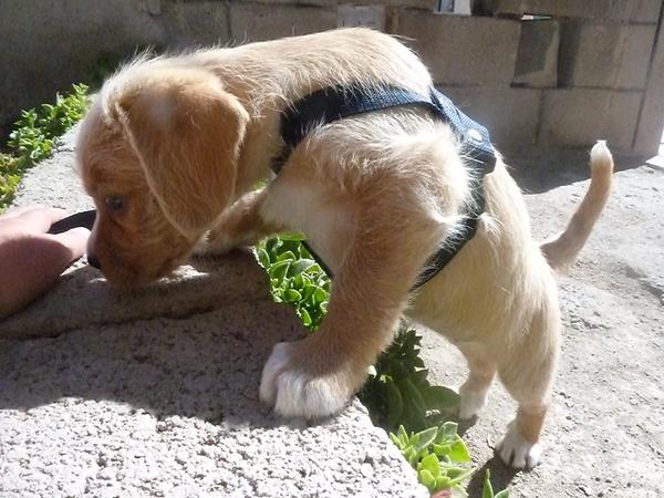 Hvor meget skal hun spise om dagen?