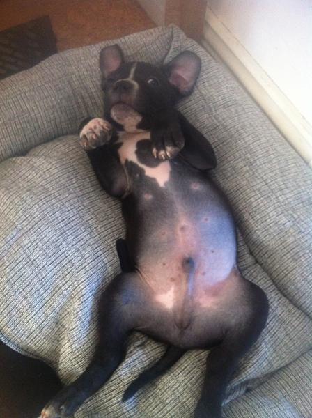 Hvad siger hunden - lidt lørdags hygge.