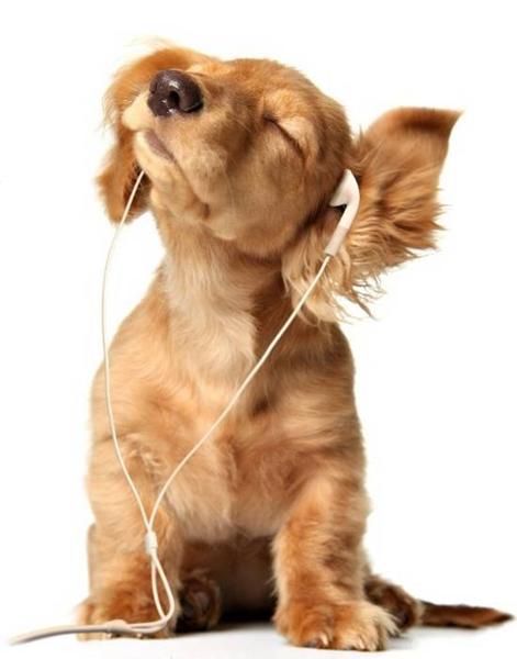 Har din hund en sang?
