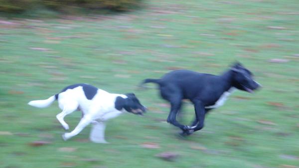 Hvad siger hunden - billed tråd forstat