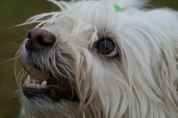 Dansk Rally Champion