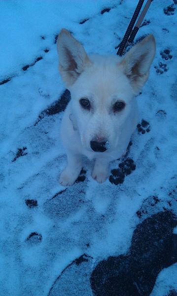 legekammerat til conan nær vanløse