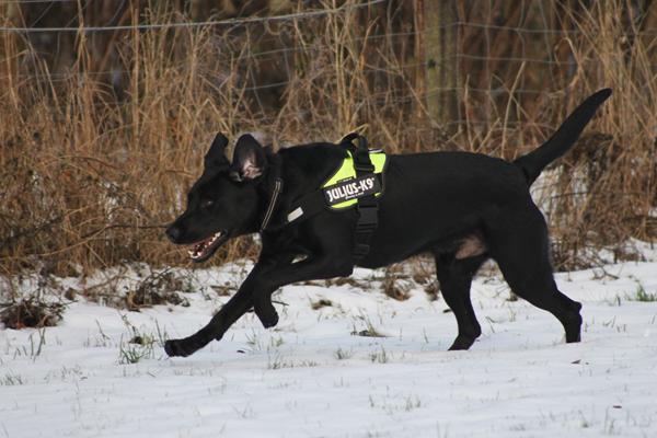 10 mdr. hund - hvad er jeres erfaring?
