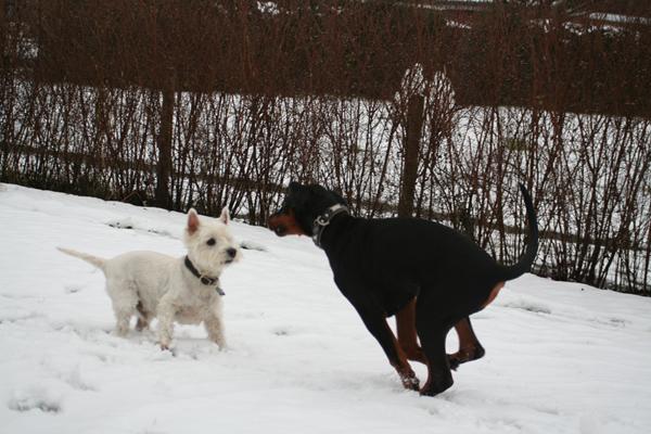 hostende hunde...