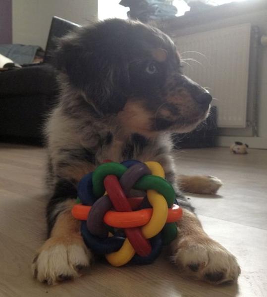 Så er hun kommet hjem