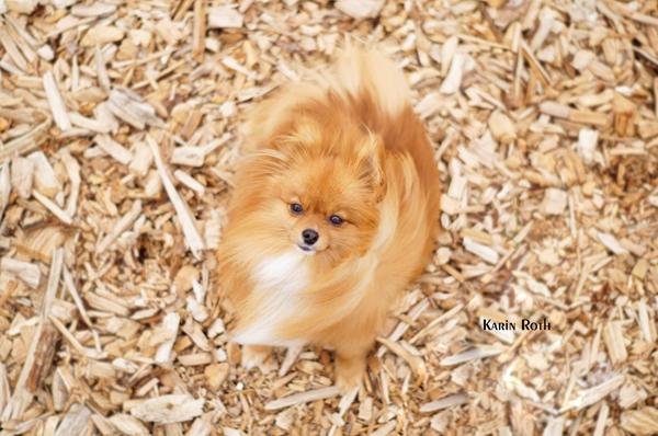 Hej søger familie medlemmer til min hund ;)